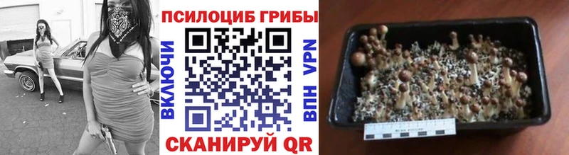Галлюциногенные грибы Cubensis  блэк спрут   Брюховецкая 